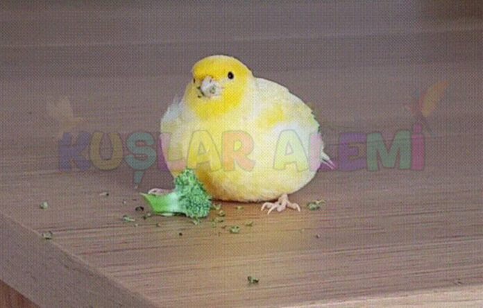 şişman kanarya